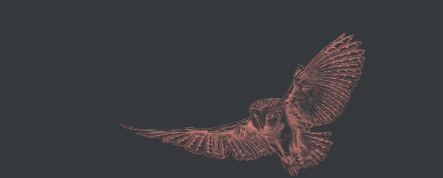 The red owl on the dark background