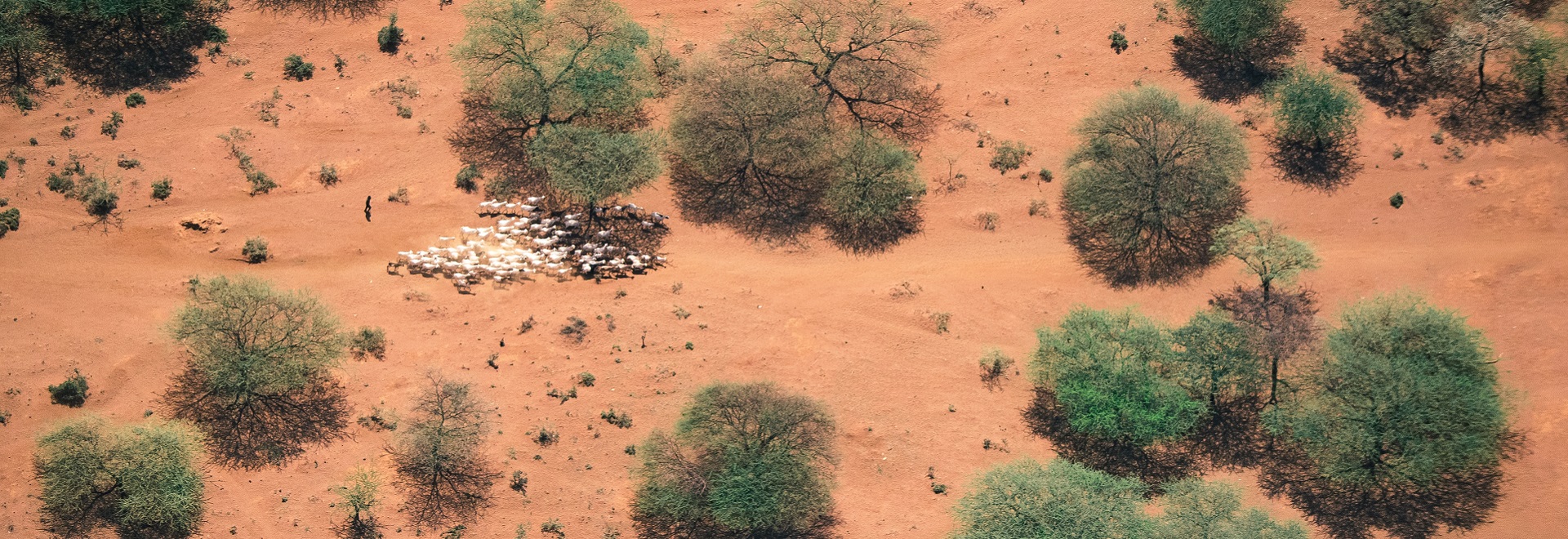 Africa Desert